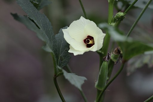 オクラの花