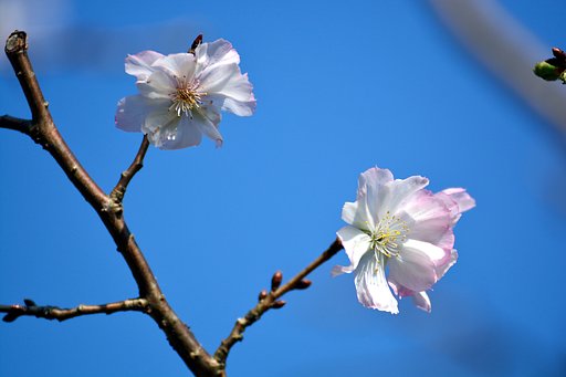 十月桜