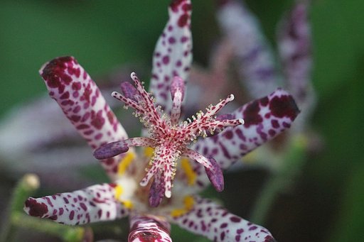 秋の野草