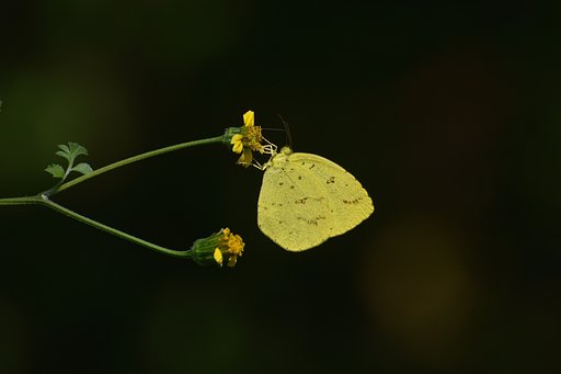 キタキチョウ