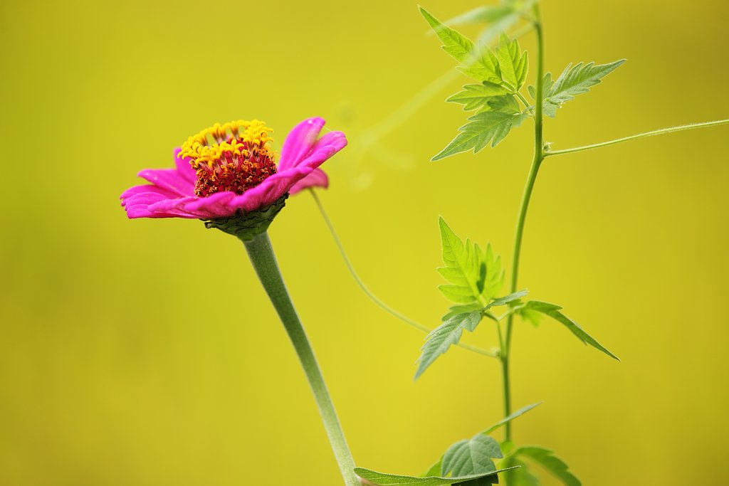 私も花よ