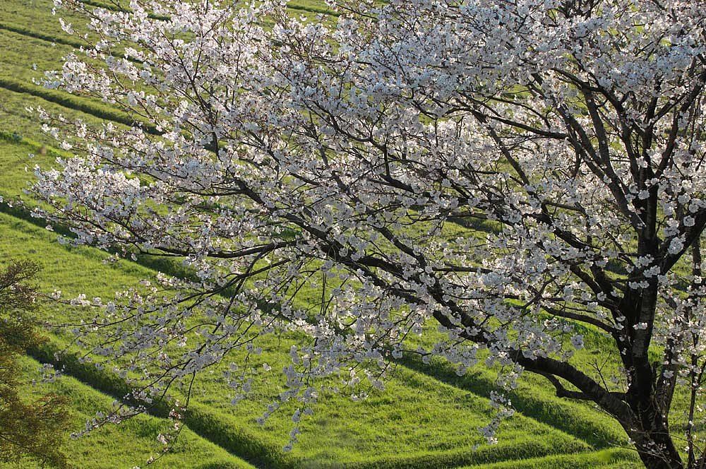 大垣の桜