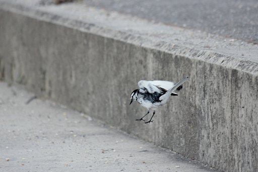 やんちゃ降り