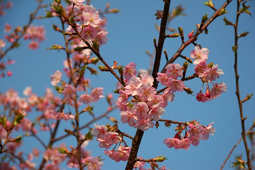 伊豆