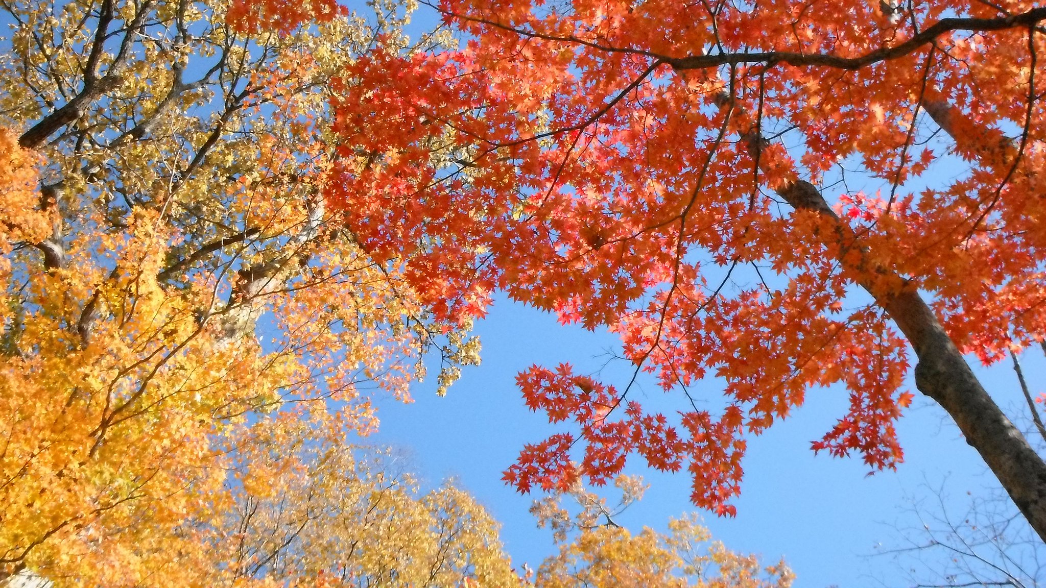 紅葉