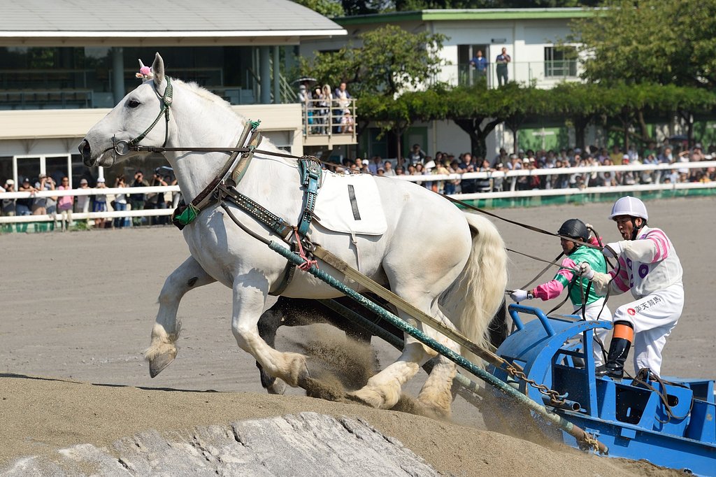 ばんえい競馬