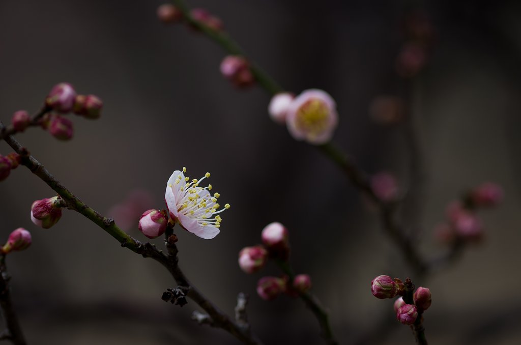 SIGMA MACRO 70mm F2.8