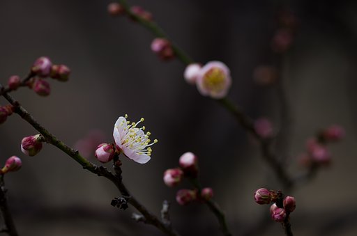 SIGMA MACRO 70mm F2.8