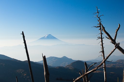 縞枯れと富士
