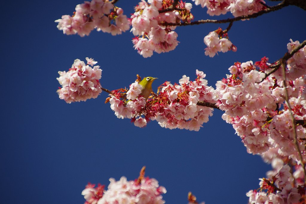 あまーい熱海桜