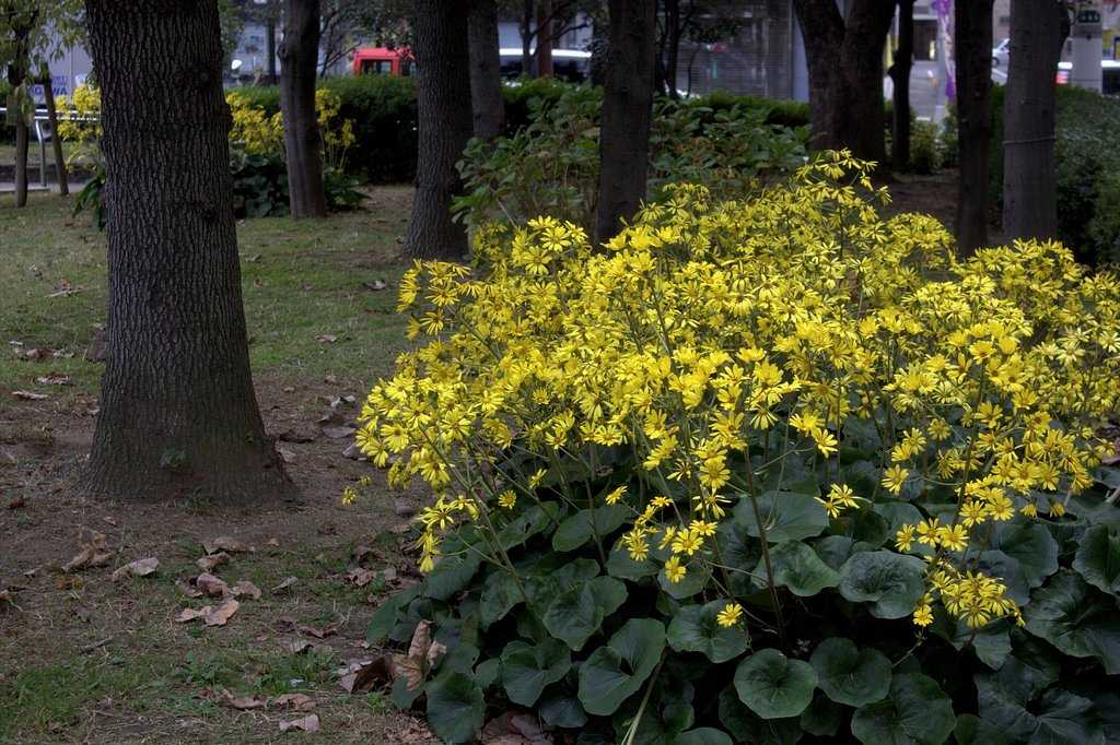 ツワブキ咲く街の公園