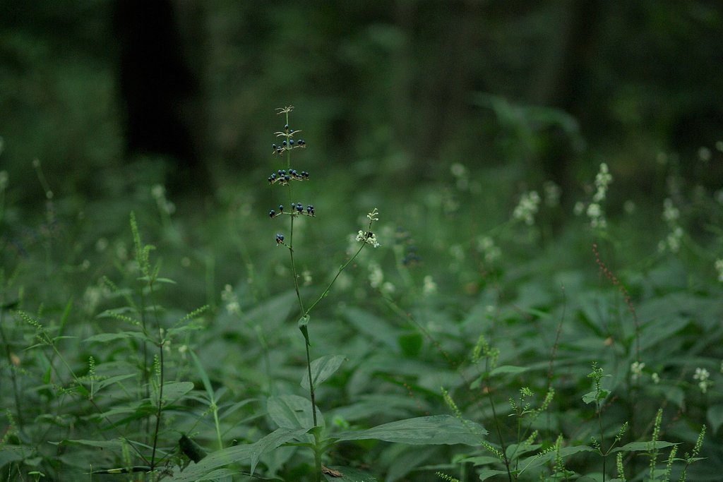 ヤブミョウガの咲く森