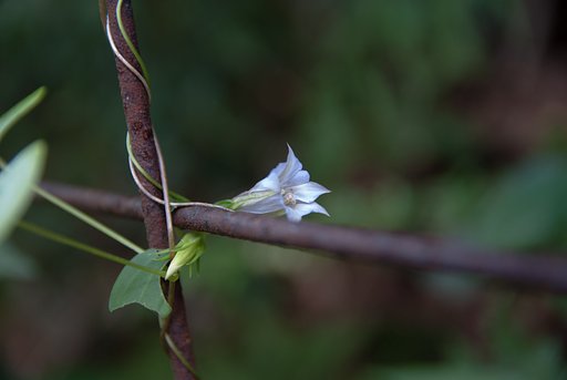 ツルキキョウが・・。