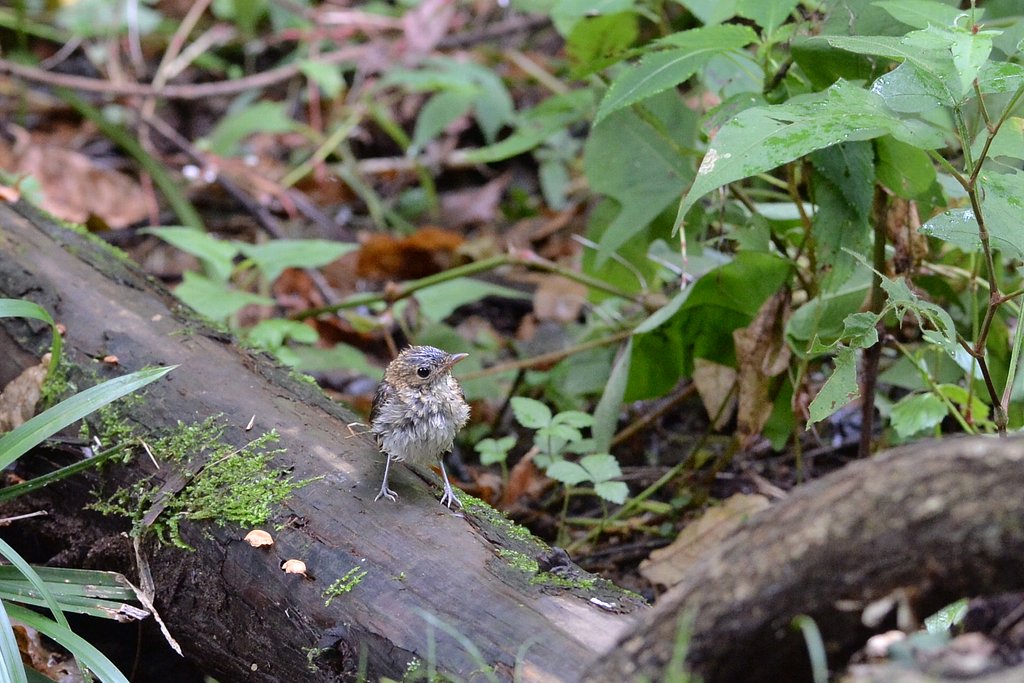 キビタキ幼鳥