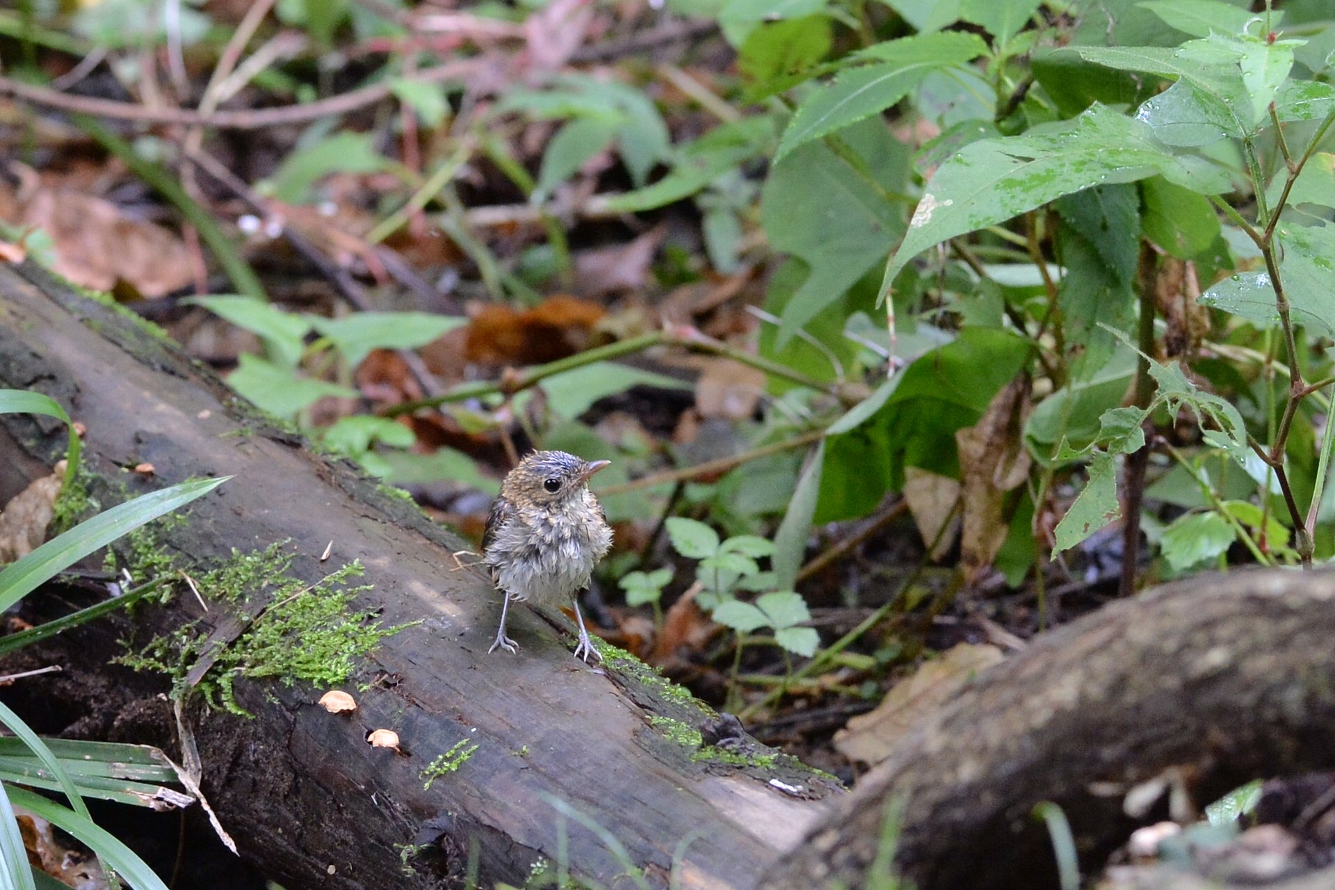 キビタキ幼鳥