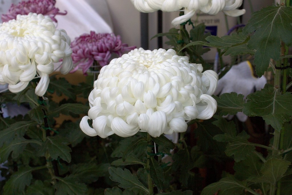 雨用心、軒下の菊