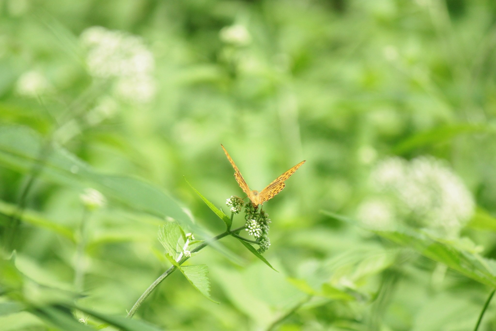 山の花