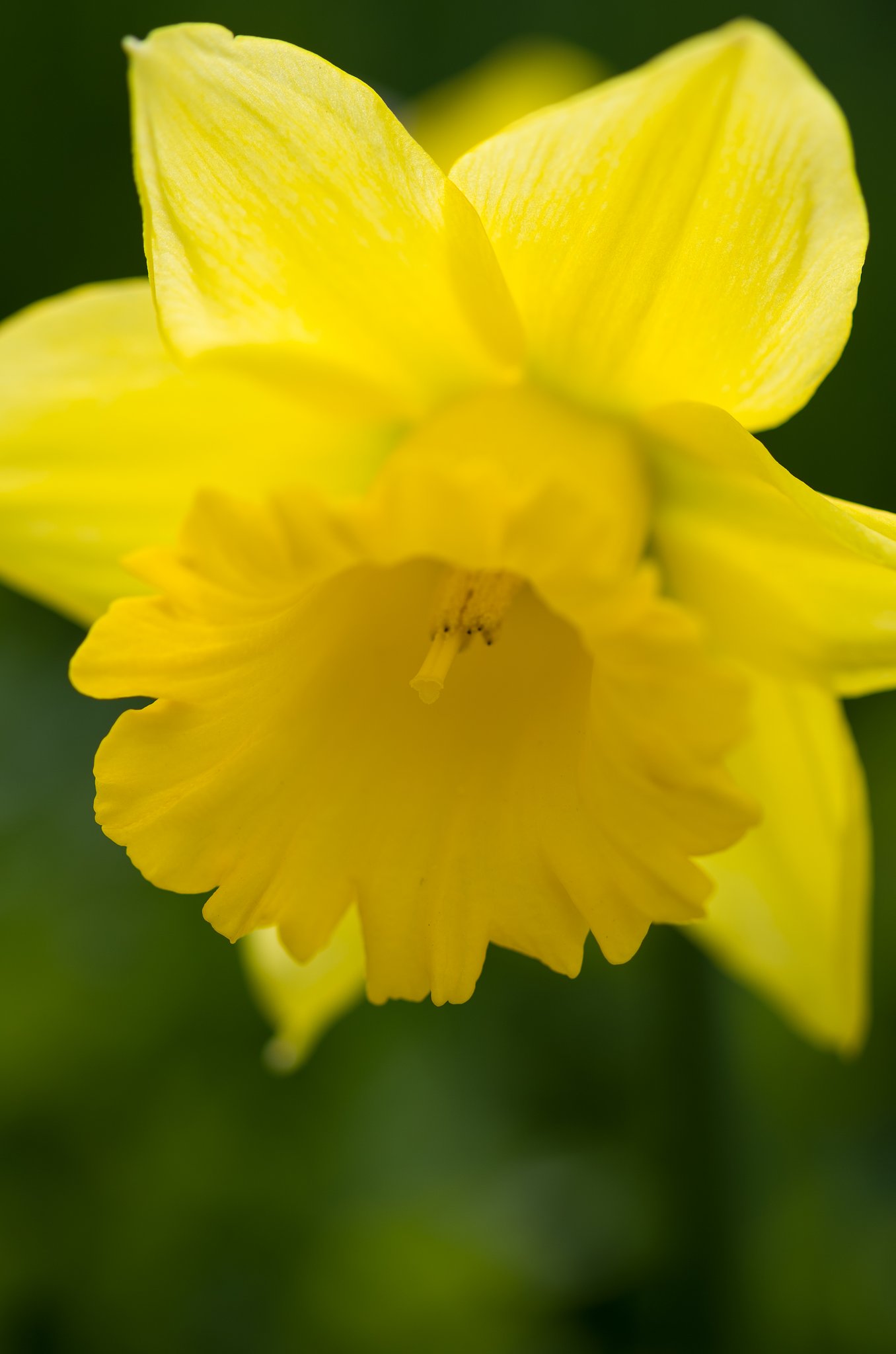 SIGMA MACRO 70mm F2.8 