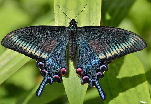 ミヤマカラスアゲハ