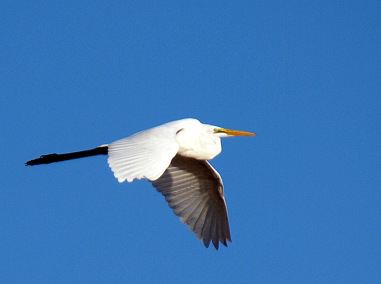ダイサギ