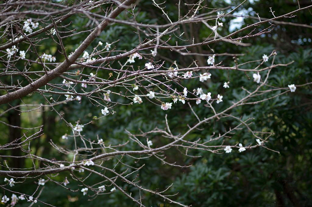 冬桜