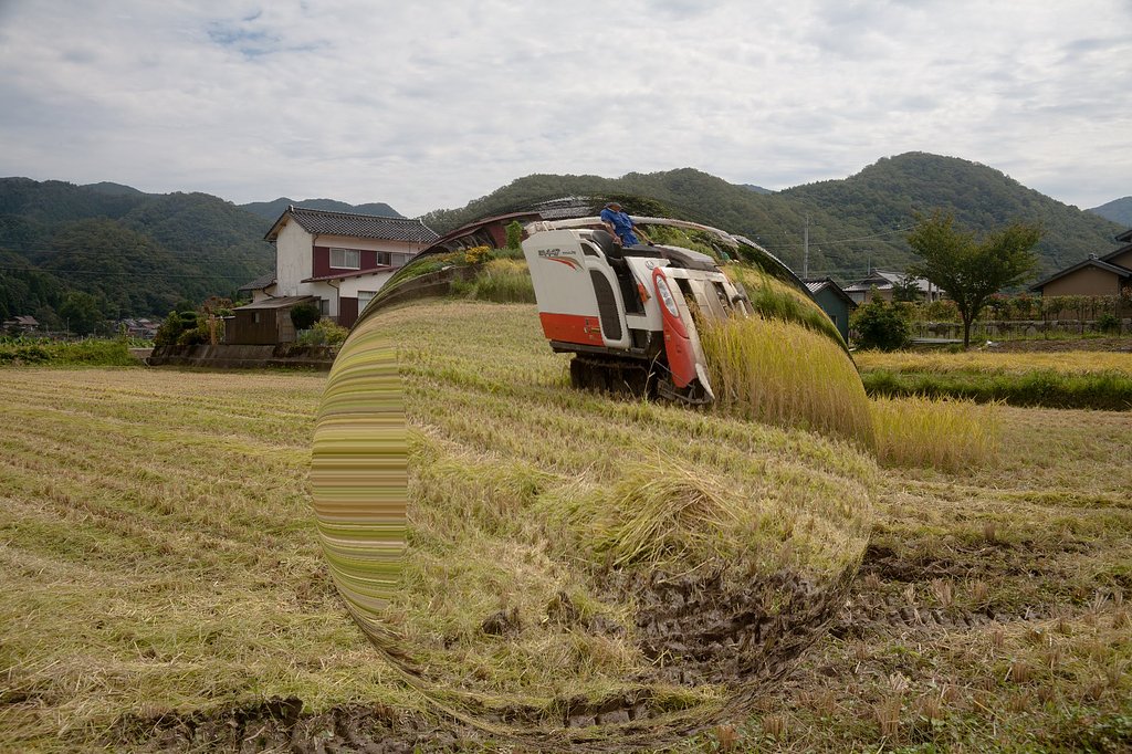 稲刈り。