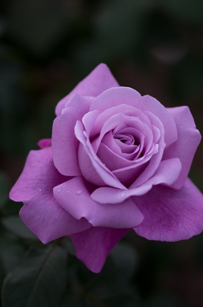 SIGMA MACRO 70mm F2.8 EX DG 