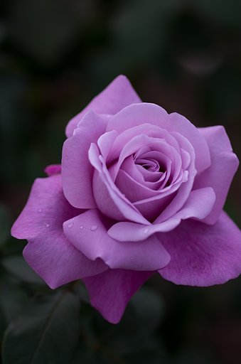 SIGMA MACRO 70mm F2.8 EX DG 