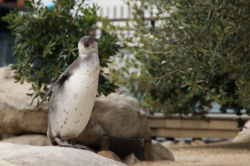 ペンギン