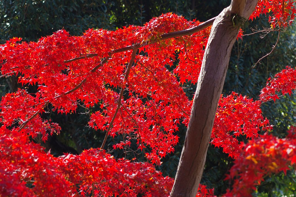 紅葉