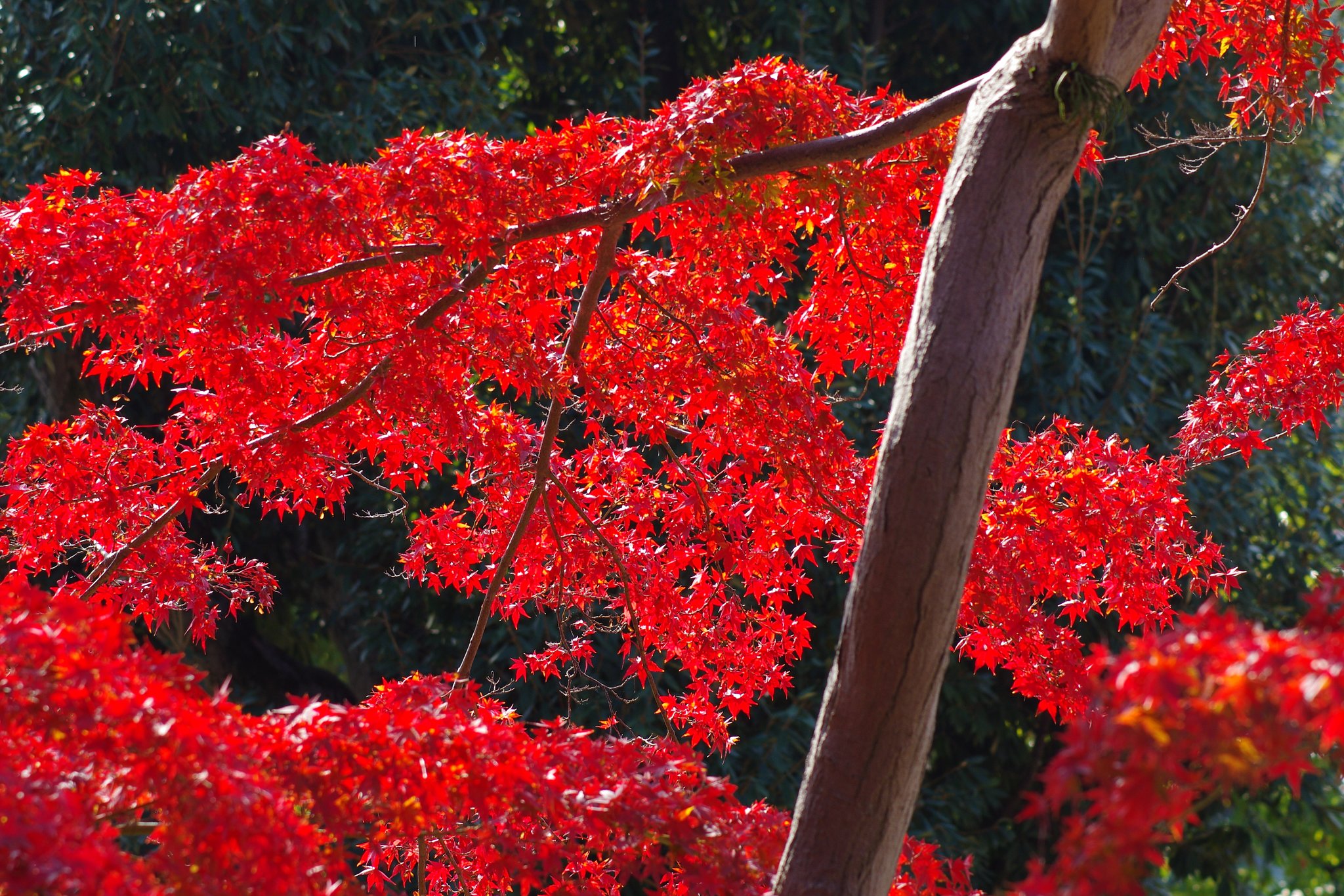紅葉