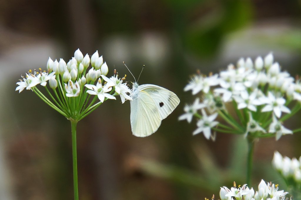 ニラの花にモンシロチョウ