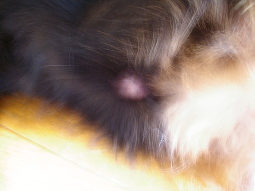 愛犬スクープ　（イリスの場合　その2）
