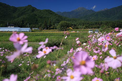 常念山麓初秋風景