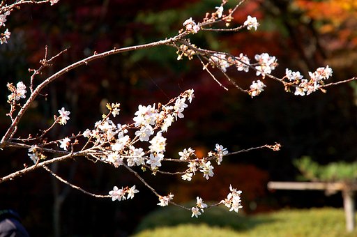 不断桜