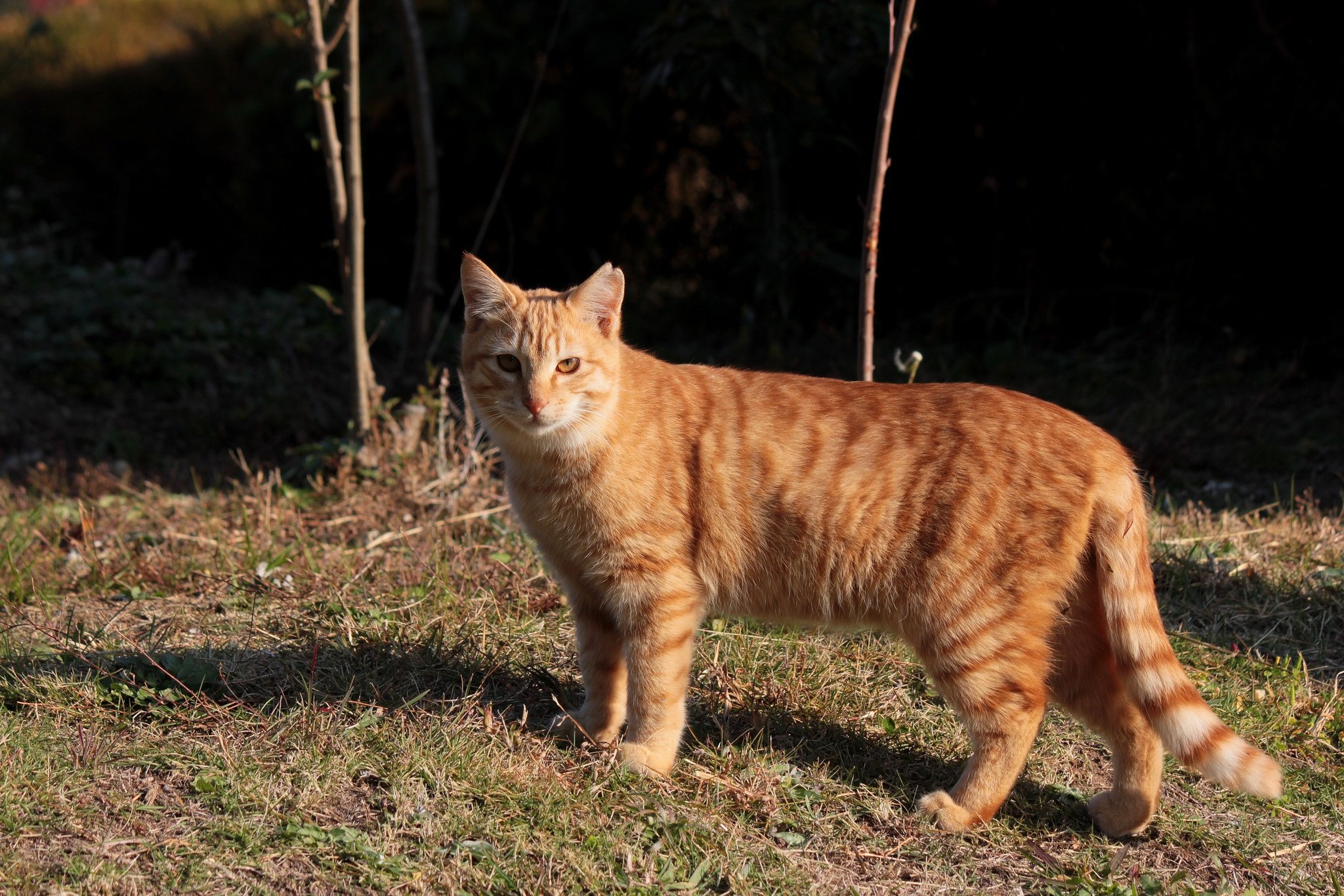 茶トラの野良さん
