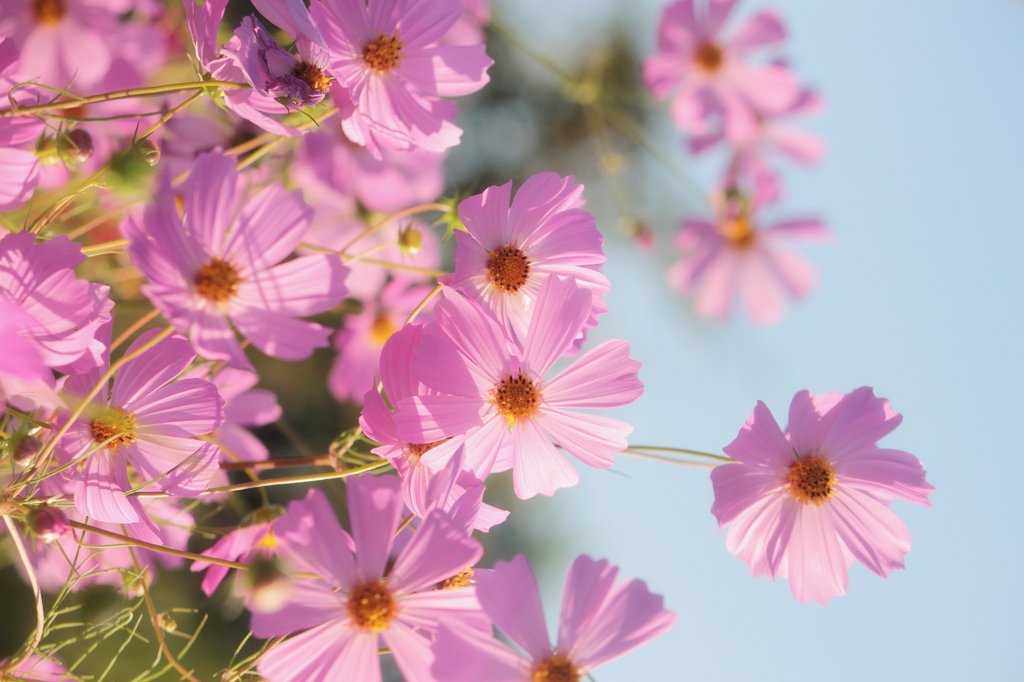 朝陽の秋桜