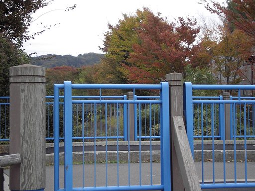 川沿いの紅葉