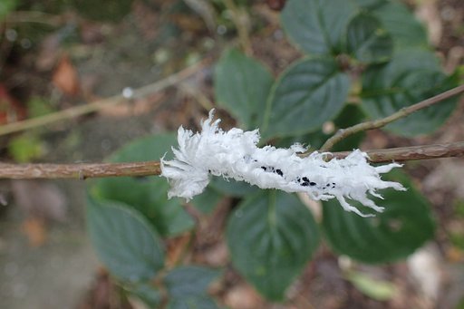 アゲハモドキの幼虫