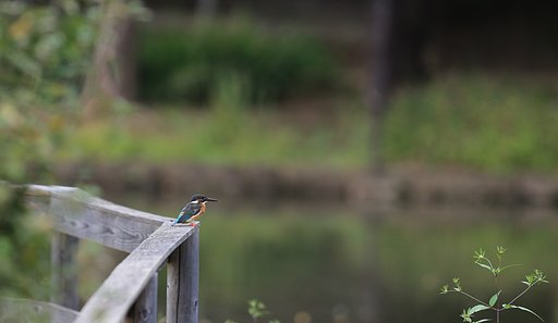 カワセミのいる風景