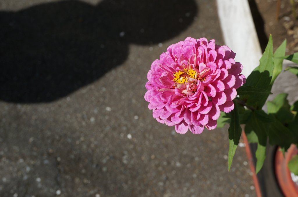《　百日草　》