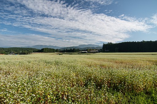 中津川蕎麦畑