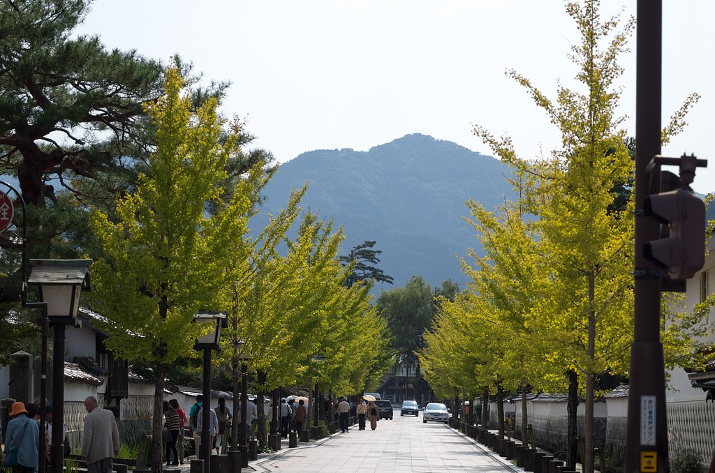 銀杏