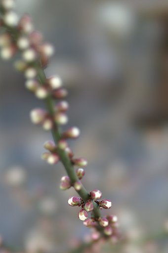 【春】あと少し