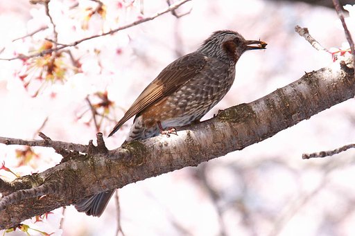 【出】ヒヨドリもいた