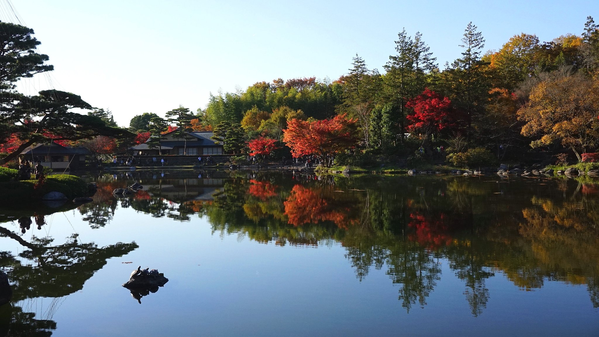 紅葉と池と亀と