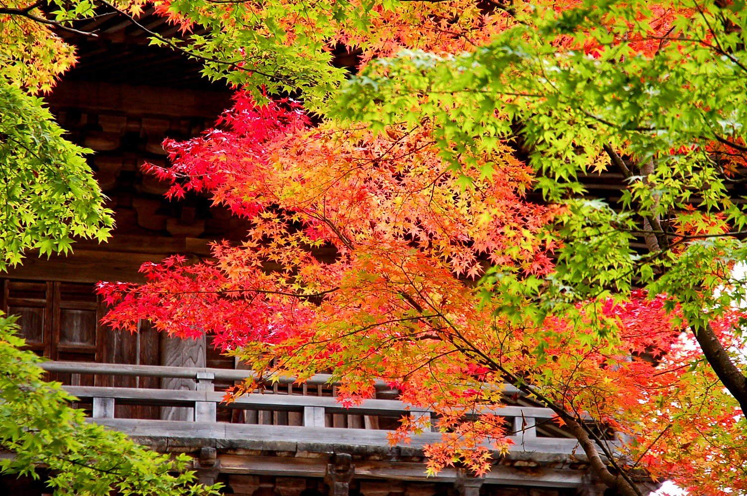 永源寺紅葉