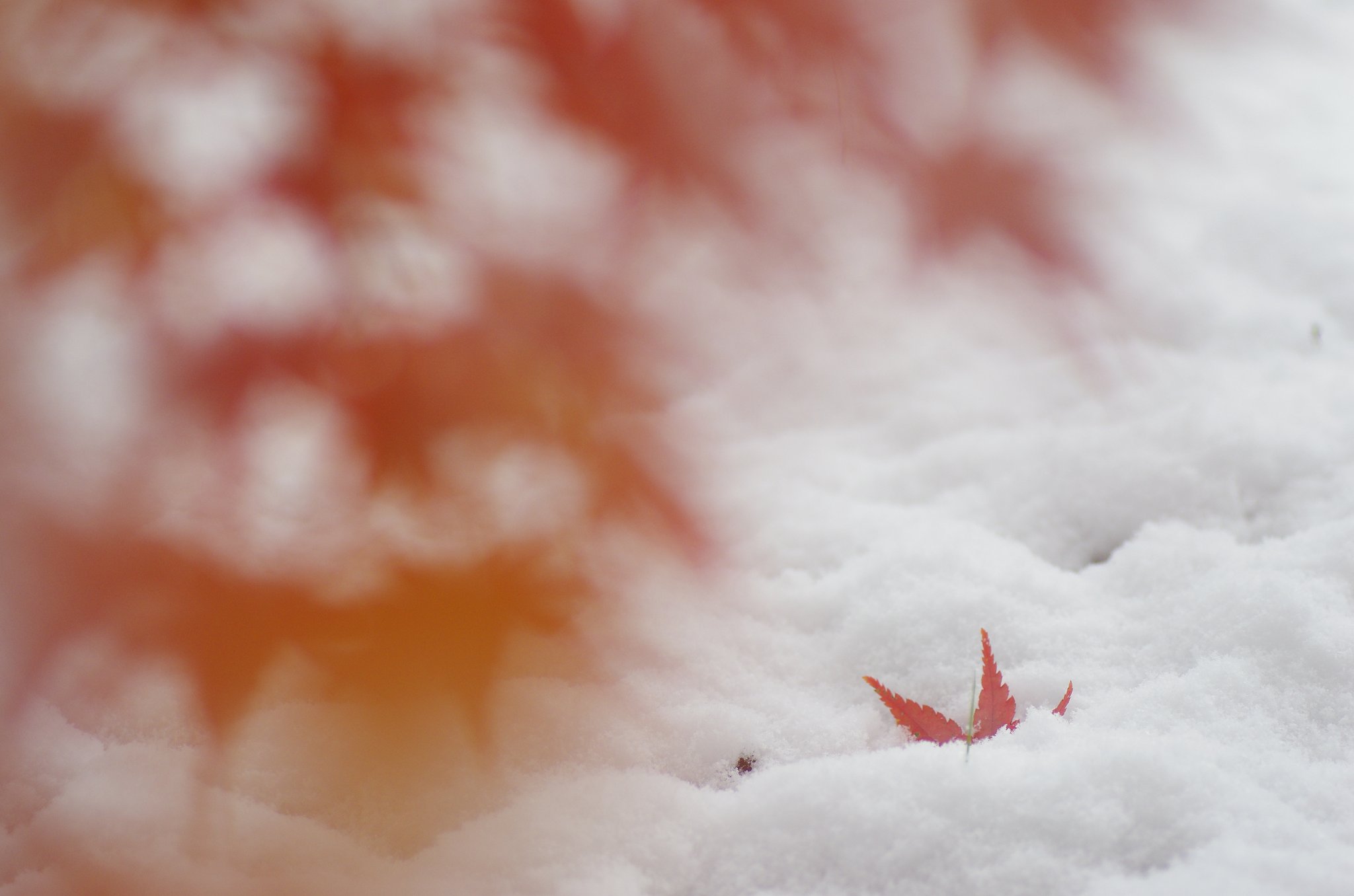 初雪