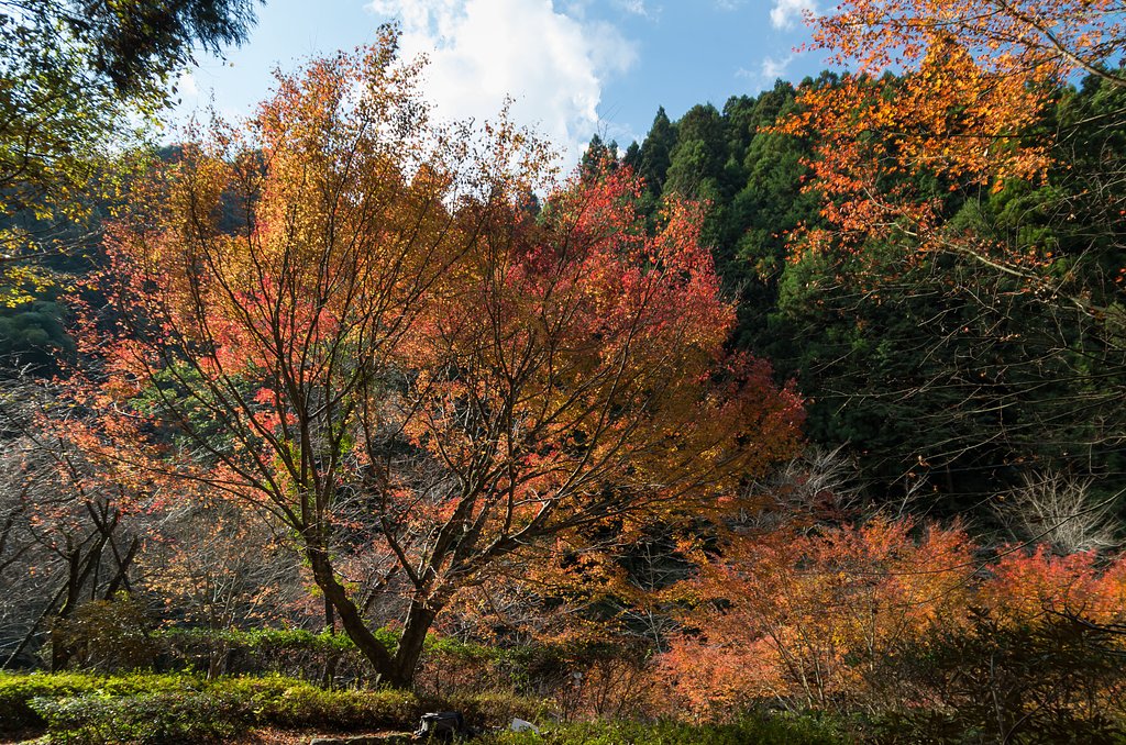 SIGMA 17-70mm F2.8-4