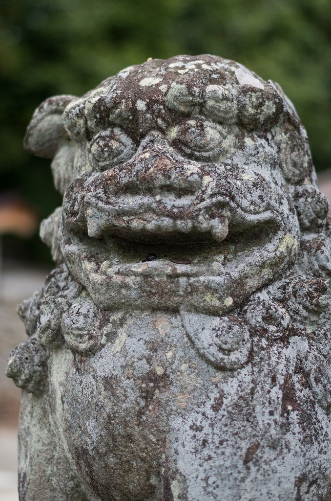 耳